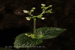 Adenostemma lavenia